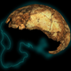 The partial cranium, called DNH 134, of a Homo erectus individual, with stylized projection of the missing skull.